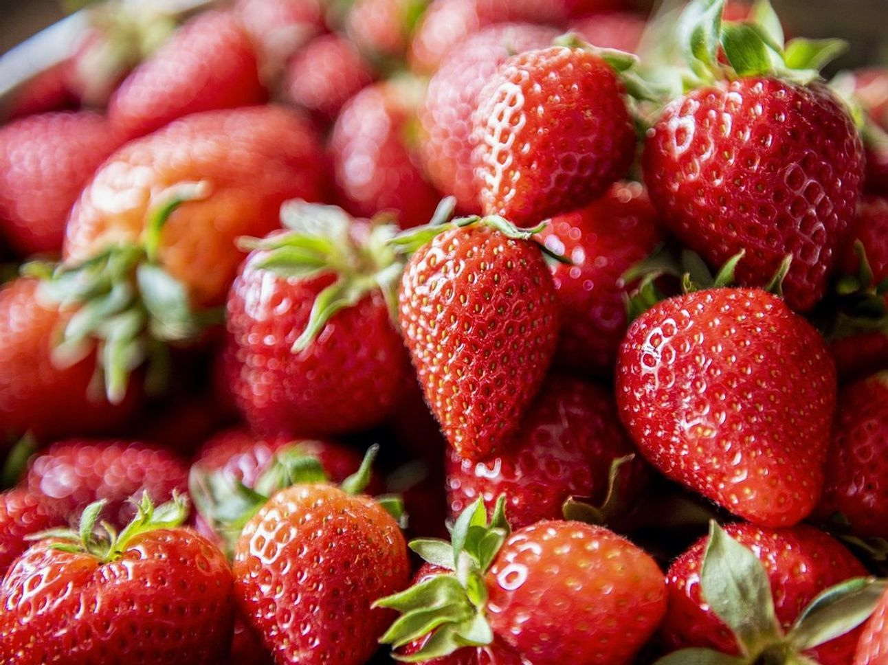 Uvas recién cosechadas